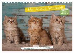 Die Kitten kommen. (Wandkalender 2026 DIN A3 quer), CALVENDO Monatskalender