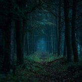 The Whispers Of The Woods (eBook, ePUB)