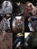 Animal 100 Story (eBook, ePUB)