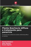 Planta Boerhavia diffusa e tratamento para panarício Planta Boerhavia diffusa e tratamento para panarício