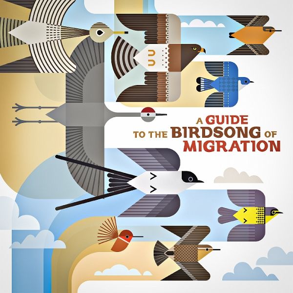 A Guide To The Birdsong Of Migration A Guide To The Birdsong Of Migration
