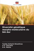 Diversité génétique morpho-moléculaire du blé dur