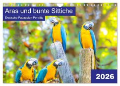 Aras und bunte Sittiche: Exotische Papageien-Porträts (Wandkalender 2026 DIN A4 quer), CALVENDO Monatskalender