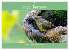 Zwischen Nebel und Baumriesen - Vögel Borneos (Wandkalender 2026 DIN A2 quer), CALVENDO Monatskalender