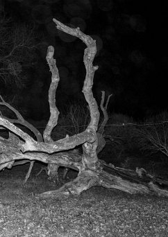 Cover Pietraia. Ediz. inglese