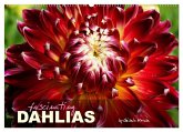 Fascinating Dahlias (Wall Calendar 2026 DIN A2 landscape), CALVENDO 12 Month Wall Calendar