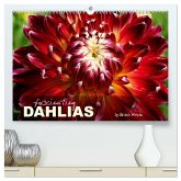 Fascinating Dahlias (High Quality Premium Wall Calendar 2026 DIN A2 landscape),CALVENDO 12 Month Wall Calendar