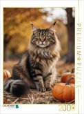 CALVENDO Puzzle Eine Maine Coon Katze sitzt im Herbst zwischen Kürbissen und zeigt ihre elegante Ausstrahlung.   2000 Te