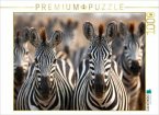 CALVENDO Puzzle Ein typisches Bild - eine große Zebraherde   1000 Teile Lege-Größe 64x48cm Foto-Puzzle für glückliche St