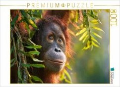 Cover CALVENDO Puzzle Was wird dieser Orang-Utan als nächstes tun?   1000 Teile Lege-Größe 64x48cm Foto-Puzzle für glückliche