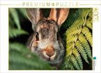 CALVENDO Puzzle Neugier blinzelt zwischen Farn und Sonne   1000 Teile Lege-Größe 64x48cm Foto-Puzzle für glückliche Stun