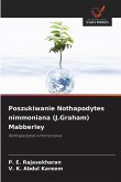 Poszukiwanie Nothapodytes nimmoniana (J.Graham) Mabberley