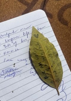 Cover Smoking Syllables