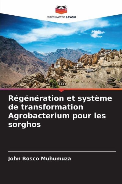 Régénération et système de transformation Agrobacterium pour les sorghos