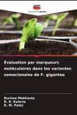 Évaluation par marqueurs moléculaires dans les variantes somaclonales de F. gigantea