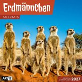 Erdmännchen Kalender 2027 - 30x30 - Art12