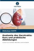 Anatomie des Harntrakts: Kurs und praktische Abbildungen