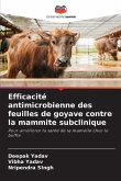 Efficacité antimicrobienne des feuilles de goyave contre la mammite subclinique