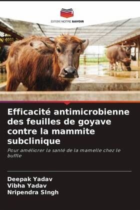 Efficacité antimicrobienne des feuilles de goyave contre la mammite subclinique