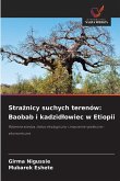 Stra¿nicy suchych terenów: Baobab i kadzid¿owiec w Etiopii