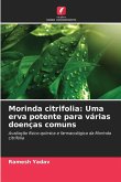 Morinda citrifolia: Uma erva potente para várias doenças comuns