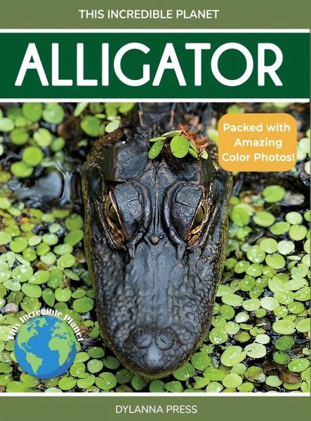 Alligator