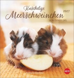 Cover Kuschelige Meerschweinchen Postkartenkalender 2027