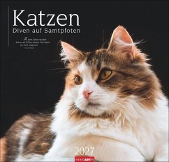 Cover Katzen - Diven auf Samtpfoten Kalender 2027 - Diven auf Samtpfoten