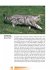 Turners Katzenbuch – Wie Katzen sind,... - Bild 8