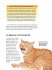 Turners Katzenbuch – Wie Katzen sind,... - Bild 9