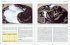 Python Regius. Der Königspython - Bild 2