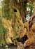 Der Baum - Bild 4