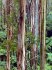 Der Baum - Bild 7
