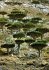 Der Baum - Bild 10