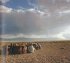 Mongolei, Die Karawane - Bild 4