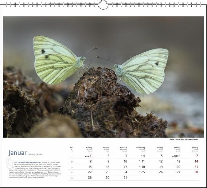 Schmetterlinge Kalender 2024 von Wolfgang Caspers - Kalender günstig 