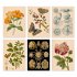 Postkarten-Set Ars Naturalis - Bild 6