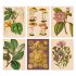 Postkarten-Set Ars Naturalis - Bild 8