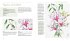 Floral Sketching  (Restauflage) - Bild 2