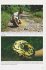 Adventures in Green Python Country - Bild 2