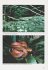 Adventures in Green Python Country - Bild 3