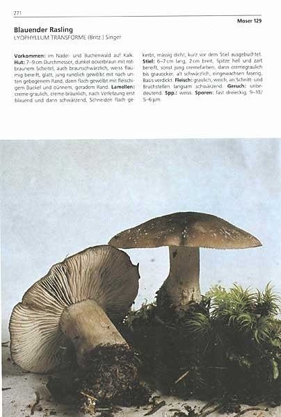 1200 Pilze in Farbfotos von Rose M. Dähncke portofrei bei bücher.de ...