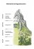 Tiere und Pflanzen der Alpen - Bild 2