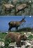 Tiere und Pflanzen der Alpen - Bild 5