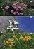 Tiere und Pflanzen der Alpen - Bild 7
