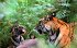 Tierkinder der Wildnis - Bild 3