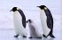 Tierkinder der Wildnis - Bild 4