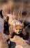 Tierkinder der Wildnis - Bild 6