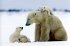 Tierkinder der Wildnis - Bild 7