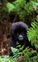 Tierkinder der Wildnis - Bild 8
